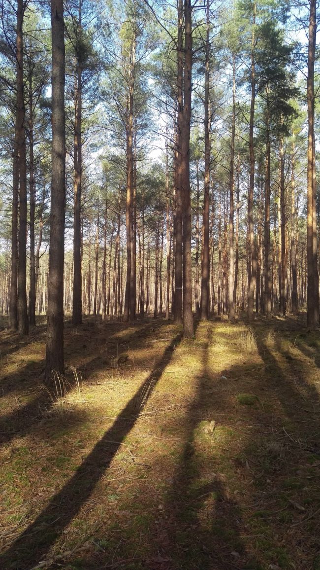 EU-gefördertes Naturschutzprojekt im Walldorfer Stadtwald