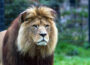 2G+ gilt ab Samstag, 4.12.21, auch im Zoo Heidelberg