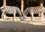 Die etwas anderen Faschingsferien im Zoo Heidelberg