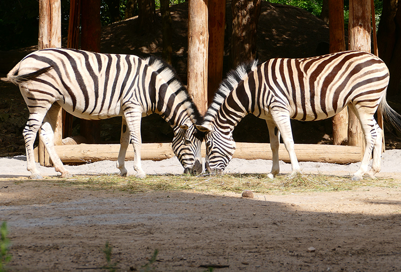 Die etwas anderen Faschingsferien im Zoo Heidelberg