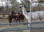 Tierpark Walldorf öffnet von Freitag bis Sonntag