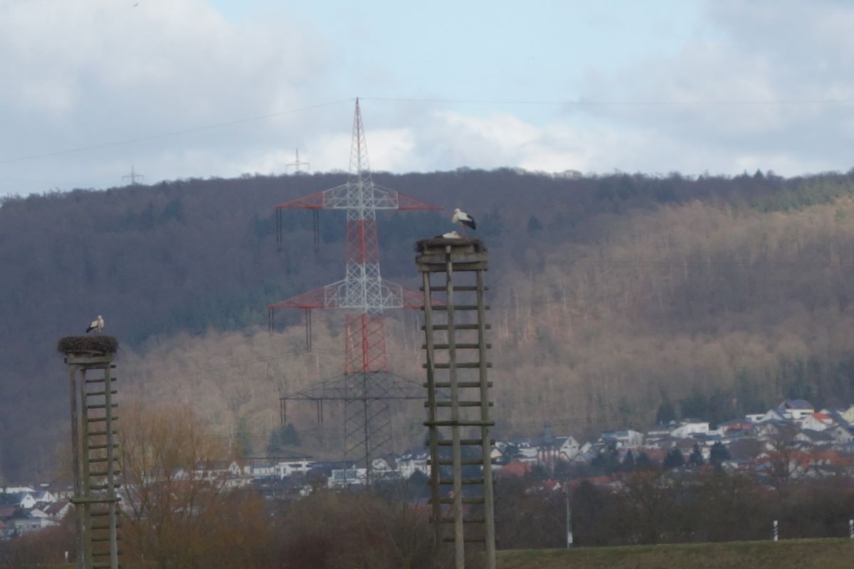 Die Störche sind wieder da