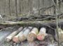 Kreisforstamt warnt eindringlich vor Besuchen im Wald