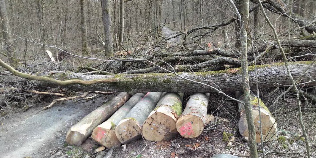 Kreisforstamt warnt eindringlich vor Besuchen im Wald