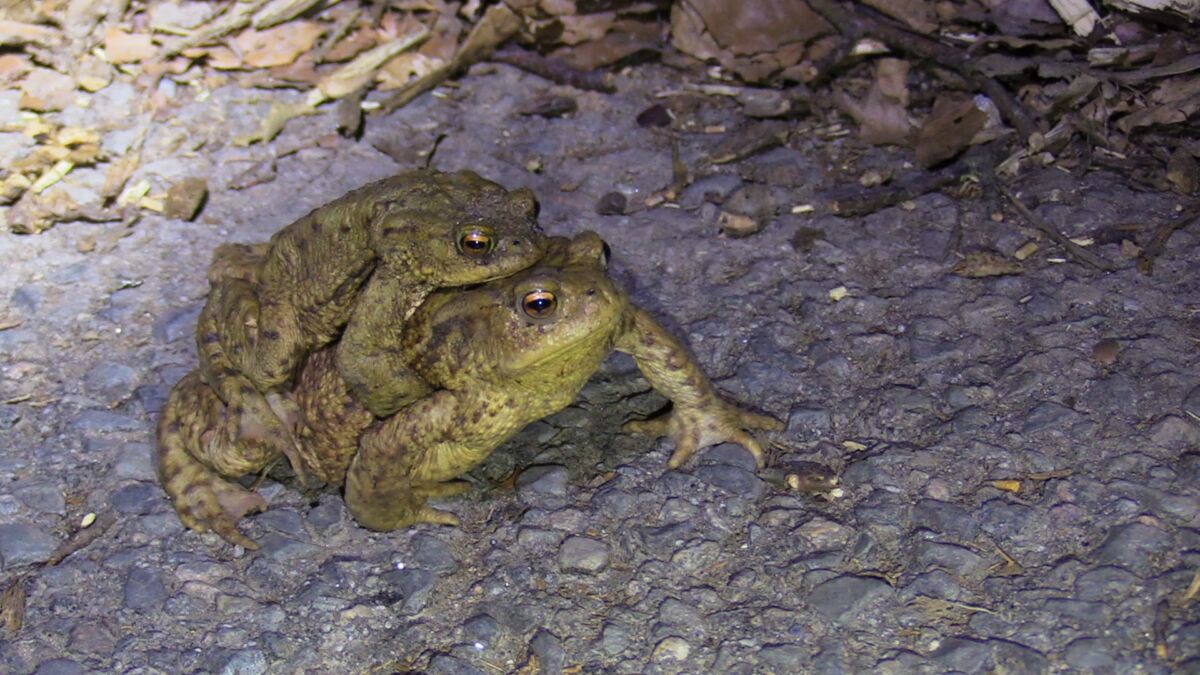 Amphibienwanderung im Stadtgebiet