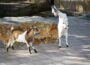 Tierpark hat seit 11. Februar wieder geöffnet