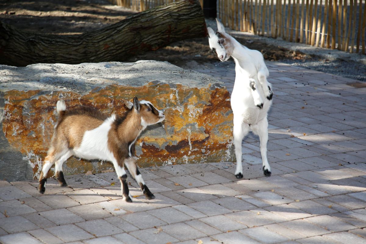 Tierpark hat seit 11. Februar wieder geöffnet