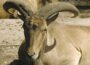 Tierpark Walldorf erfreut sich großer Beliebtheit