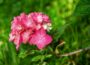 Hortensie – der richtige Schnitt sorgt für eine üppige Blüte