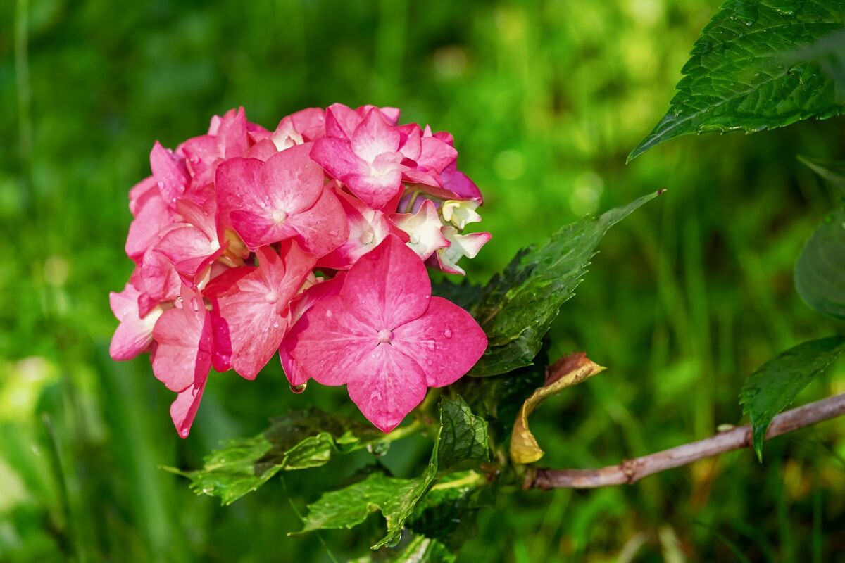 Hortensie – der richtige Schnitt sorgt für eine üppige Blüte