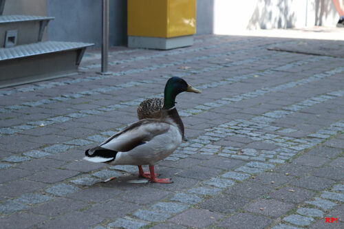 Demonstranten? Spaziergänger? 