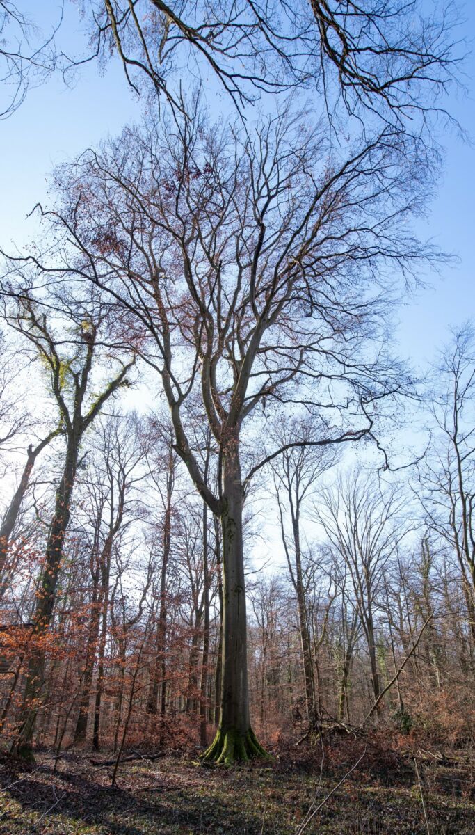 Die dicke Buche im Dämmelwald in Wiesloch ist ein echter Hingucker