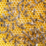 Markus Bieck Bienen