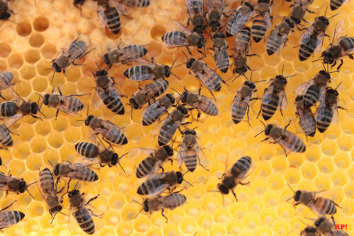 The Honey Bees Altwiesloch