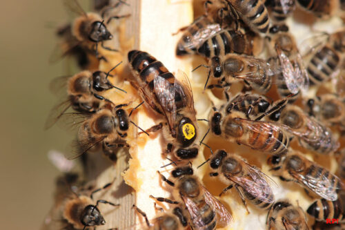 Die Bienenkönigin, auch Weisel oder Stockmutter genannt.