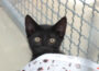 Mitgliedeversammlung des Tierschutzvereins – Katzen-Lockdown in Walldorf – Wiederwahl des 1. Vorsitzenden