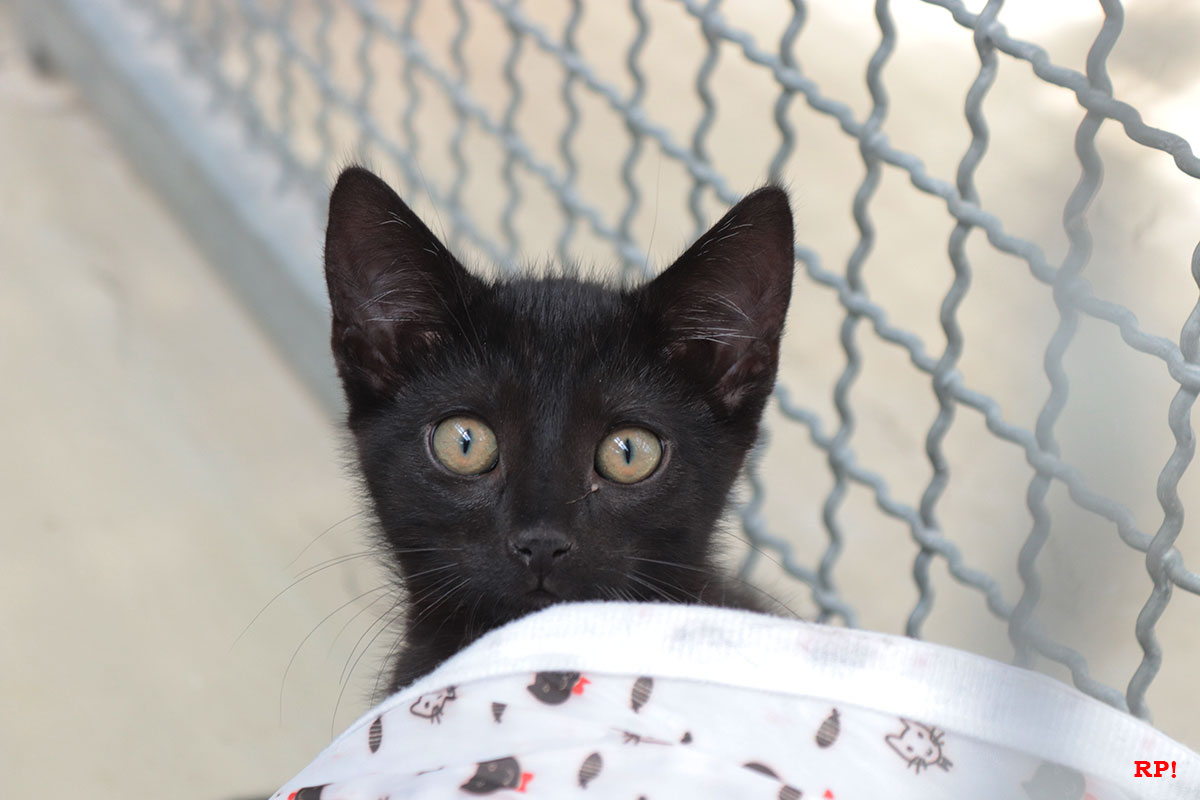 Mitgliedeversammlung des Tierschutzvereins – Katzen-Lockdown in Walldorf – Wiederwahl des 1. Vorsitzenden