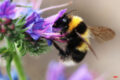 Merke: Bienen zählen zu den wichtigsten Lebewesen auf diesem Planeten – Helft und Beschützt sie und ihre Freunde