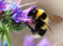 Merke: Bienen zählen zu den wichtigsten Lebewesen auf diesem Planeten – Helft und Beschützt sie und ihre Freunde
