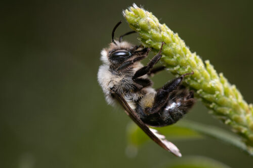 Wildbiene Foto von Markus Bieck