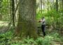 Aus der Serie besondere Bäume im Rhein-Neckar-Kreis: Die Wolfslocheiche in Helmstadt – ein Relikt aus alten Zeiten