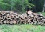 ForstBW- Forstbezirk Odenwald informiert zum Thema Brennholz. Wird das Brennholz das neue Klopapier?