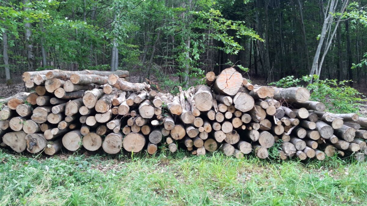 ForstBW- Forstbezirk Odenwald informiert zum Thema Brennholz. Wird das Brennholz das neue Klopapier?