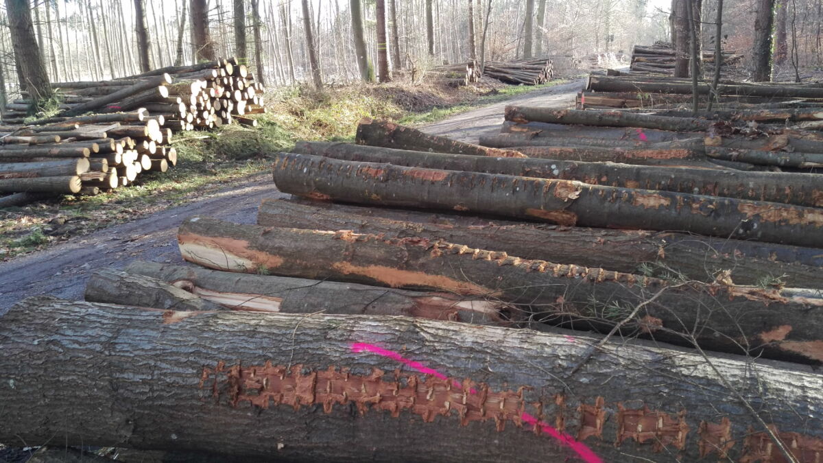 Walldorf: Forst will möglichst viele Bürger mit Holz versorgen