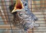 Jungvögel flüchten bei der Hitze aus ihren Nestern