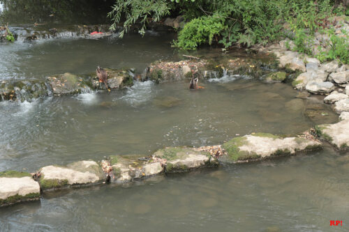 Leimbach in Wiesloch