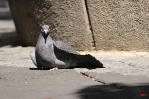 Taube beim Sonnenbaden