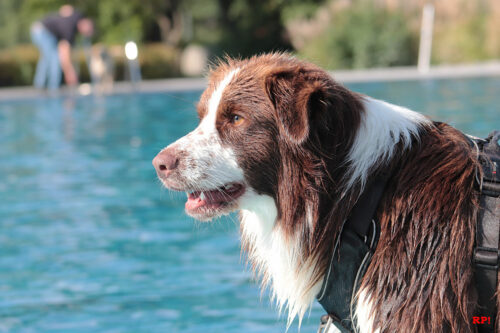 Große Klappe am Beckenrand Große Klappe am Beckenrand