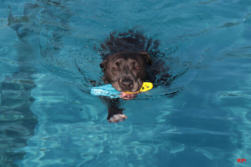 Bin kein sog. Kampfhund, bin ein Kampfschwimmer Bin kein sog. Kampfhund, bin ein Kampfschwimmer