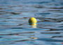 Wiesloch: Freibad Saisonende mit Hundeschwimmtag