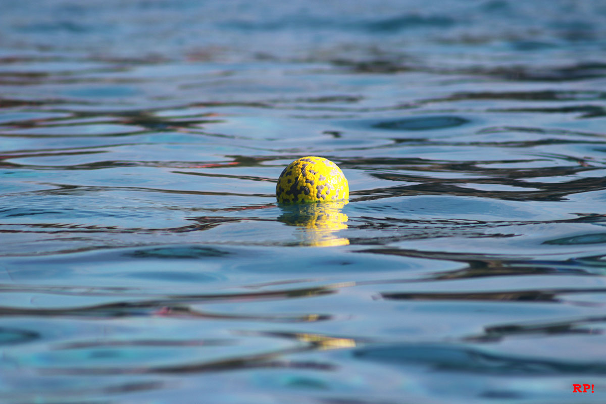 Wiesloch: Freibad Saisonende mit Hundeschwimmtag