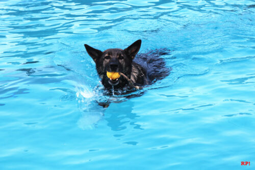 Deutsche Schwimmmeisterschaften in Wiesloch? Bin dabei! Deutsche Schwimmmeisterschaften in Wiesloch? Bin dabei!