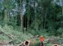 Kreisforstamt: Bäume im Kälberer Wald in Frauenweiler gefällt