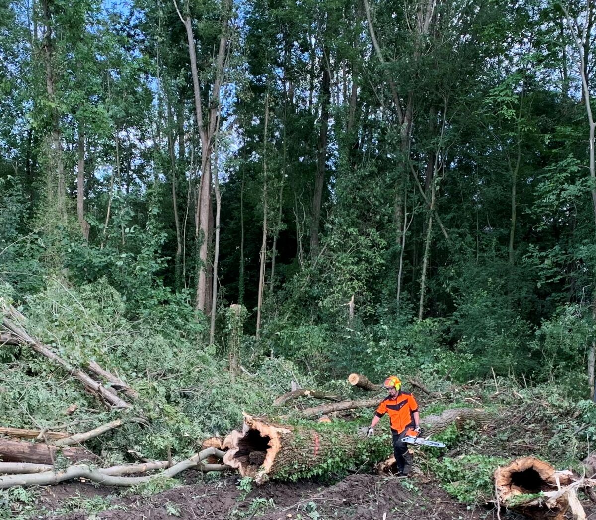 Kreisforstamt: Bäume im Kälberer Wald in Frauenweiler gefällt