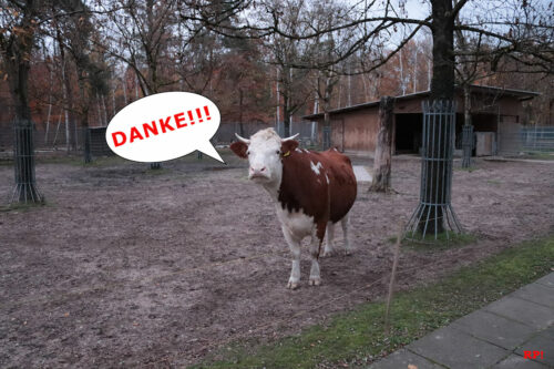 Tierpark Walldorf Kuh