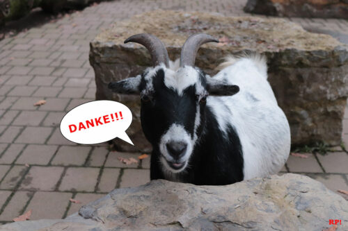 Tierpark Walldorf Ziege