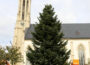 Walldorf: Weihnachtsbäume der Stadt sind aufgestellt