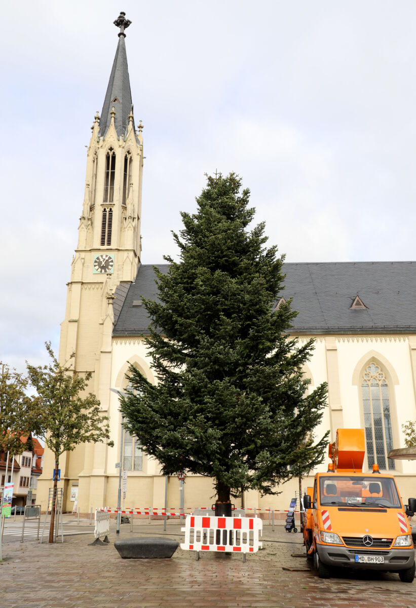 Walldorf: Weihnachtsbäume der Stadt sind aufgestellt