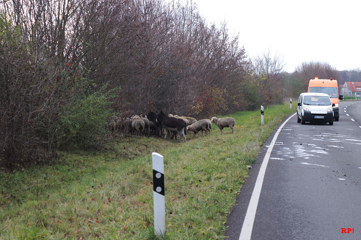 Wiesloch: Schafherde verursacht kurzfristigen STAU