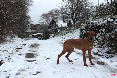 Gassi gehen im Schnee