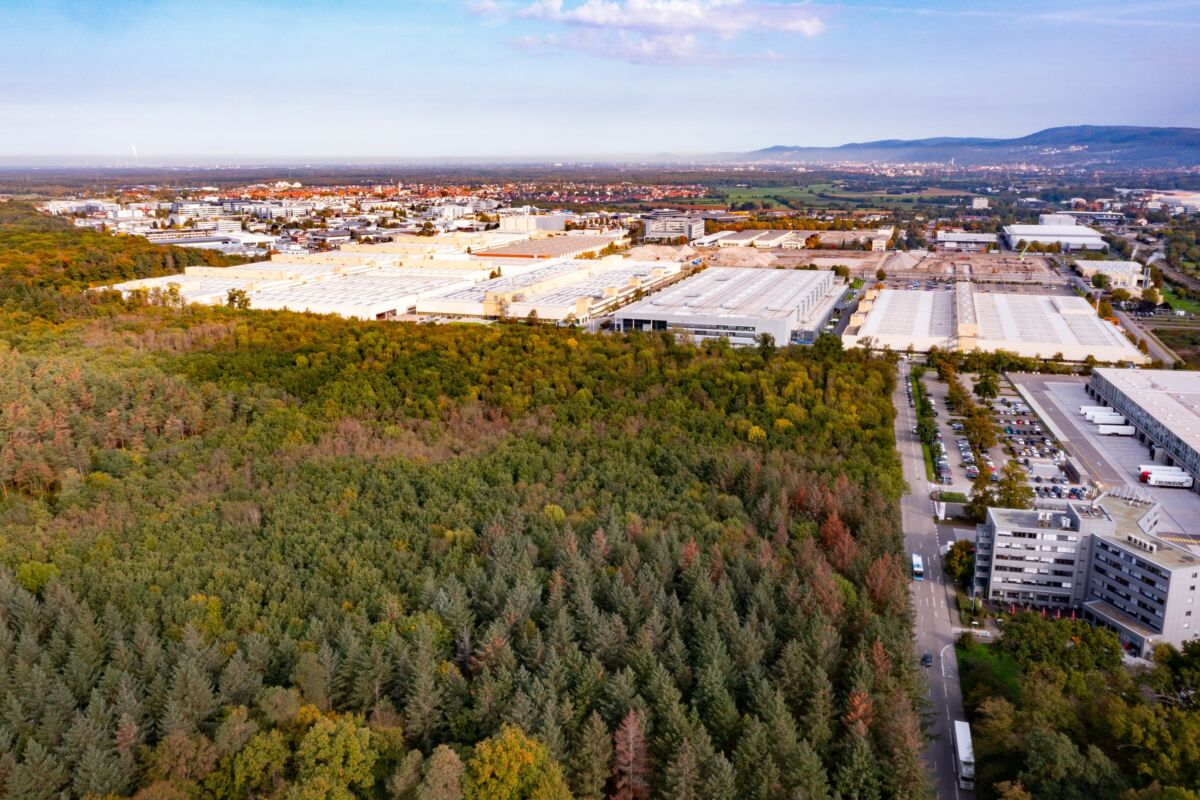 Kreisforstamt: Holzernte im Unteren Wald in Wiesloch-Frauenweiler ab Anfang März