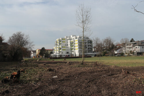 Blick von der ehemaligen Streuobstwiese auf das Altenheim