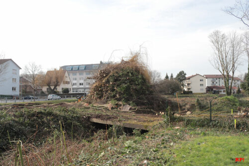 Rodungsmaßnahmen am Leimbach in Wiesloch