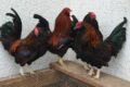 Ungewöhnliche Männer WG im Tom-Tatze-Tierheim