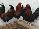 Ungewöhnliche Männer WG im Tom-Tatze-Tierheim