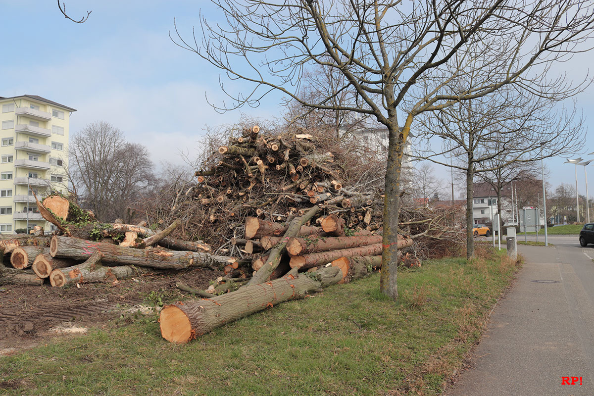 Extreme Rodungsmaßnahmen am Leimbach in Wiesloch – große, ortsbildprägende Bäume werden gefällt